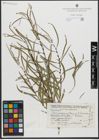 Foto von Salix gordejevii Y. L. Chang & Skvortsov